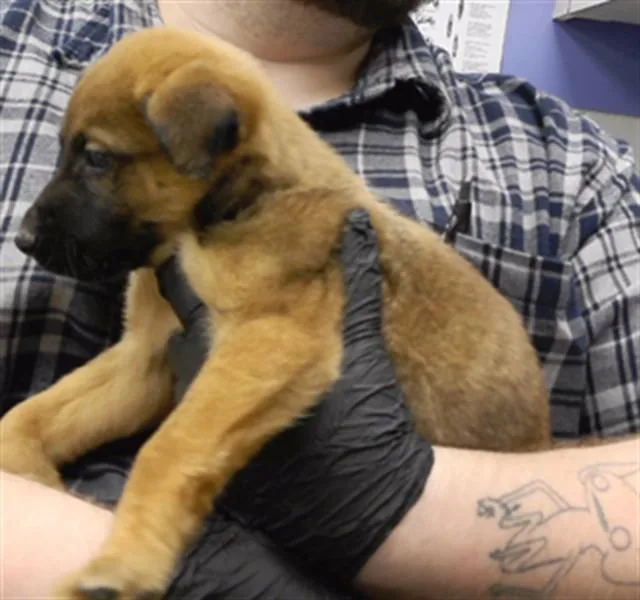 A baby small-sized male German Shepherd Dog dog named Cinnamon for adoption in Omaha, NE