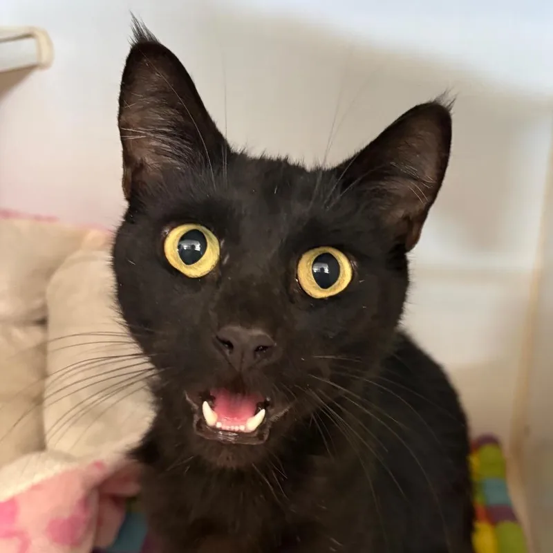 An adult medium-sized male Black Domestic Short Hair cat named Cricket for adoption in Grass Valley, CA