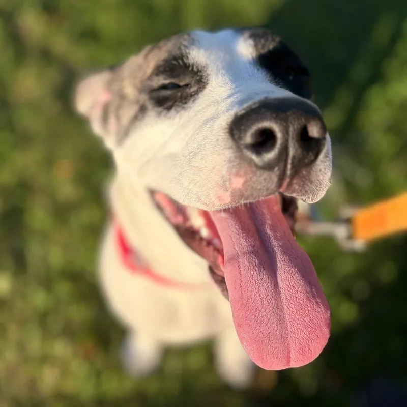 A young medium-sized female White / Cream Mixed Breed dog named Baby for adoption in Pittsburgh, PA