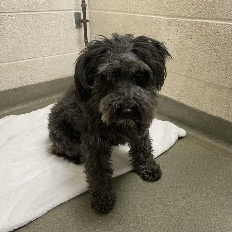 A senior small-sized female Black Schnauzer dog named Blackie for adoption in Harrisonburg, VA