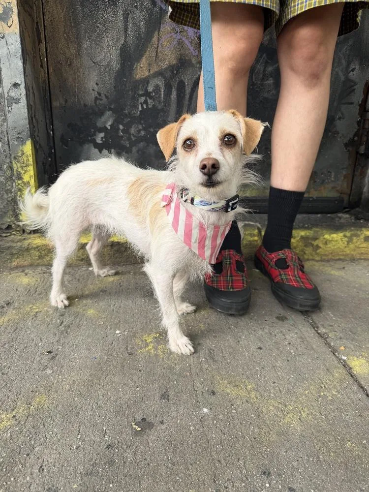 A baby small-sized female Terrier dog named Dahlia for adoption in Manhattan, NY