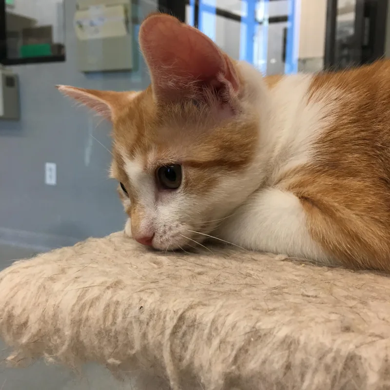 A baby small-sized male Orange & White Domestic Short Hair cat named Lucky Charms for adoption in Greenville, TX