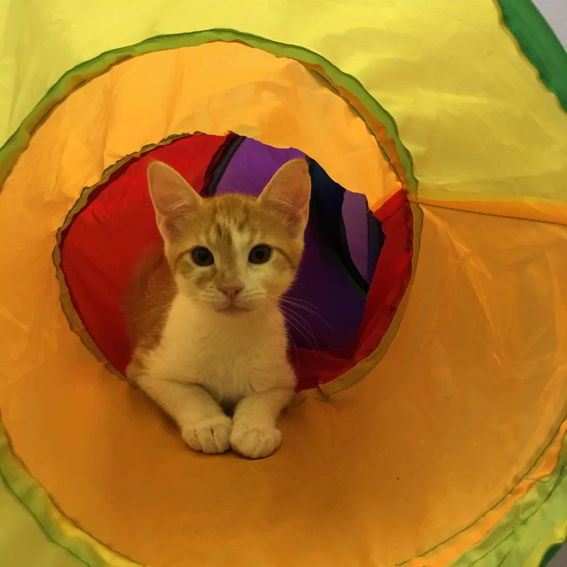 Lucky Charms thumbnail 2