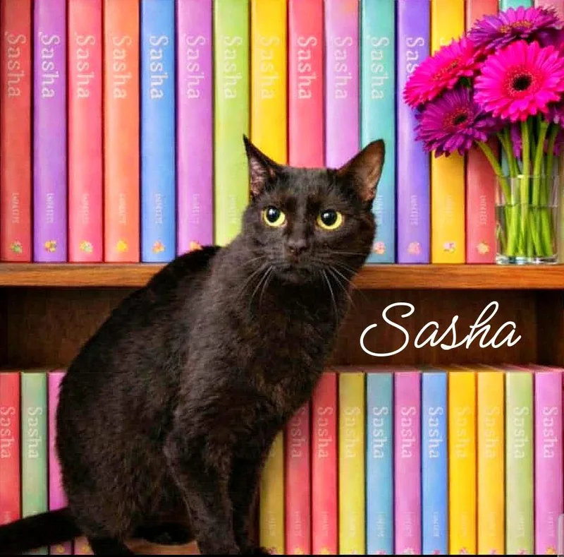 An adult medium-sized female Black Domestic Short Hair cat named Sasha for adoption in Culpeper, VA
