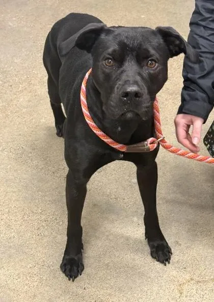 A young medium-sized male Black Labrador Retriever dog named Pitcher for adoption in Cleveland, OH