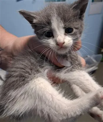 A baby small-sized female Domestic Short Hair cat named Duke for adoption in Bakersfield, CA