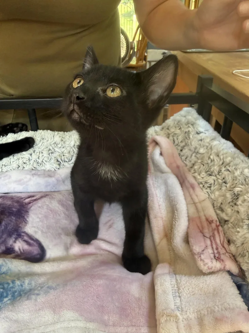 A baby medium-sized male Black Domestic Short Hair cat named Baloo for adoption in Stewartsville, NJ
