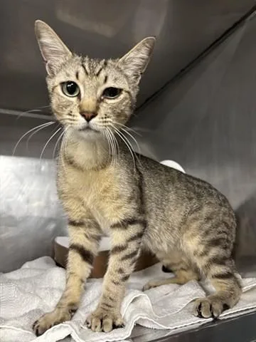 A young small-sized male Domestic Short Hair cat named Squidward for adoption in Panama City, FL