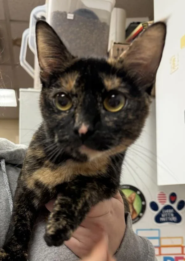 A young small-sized female Domestic Short Hair cat named Chrysanthemum for adoption in Salisbury, MD