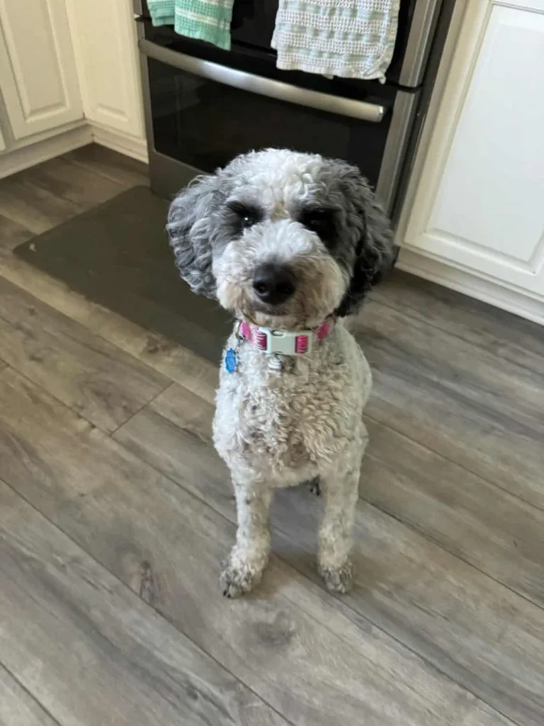 A young medium-sized female Poodle dog named Barbie for adoption in Mesa, AZ