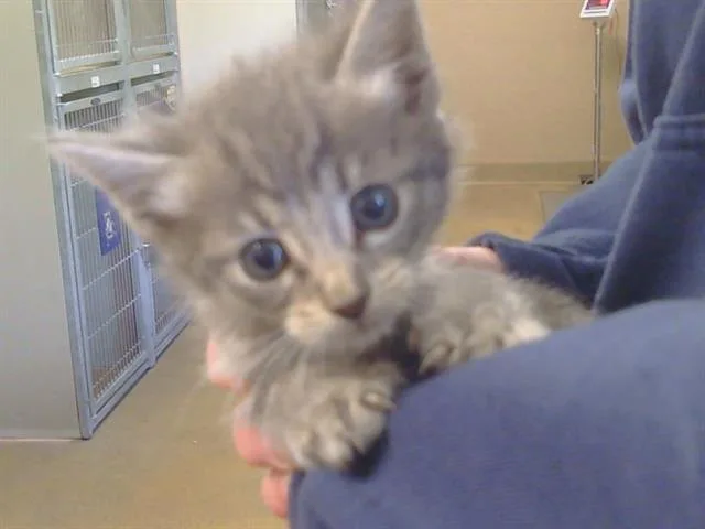 A baby small-sized female Domestic Short Hair cat named Lizibelle for adoption in Sacramento, CA