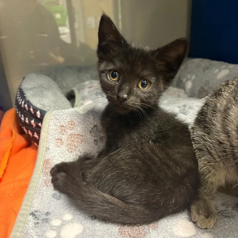 A baby small-sized male Domestic Short Hair cat named Binx  U for adoption in Tupelo, MS