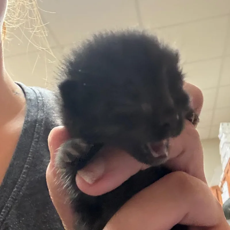 Binx  U thumbnail 2