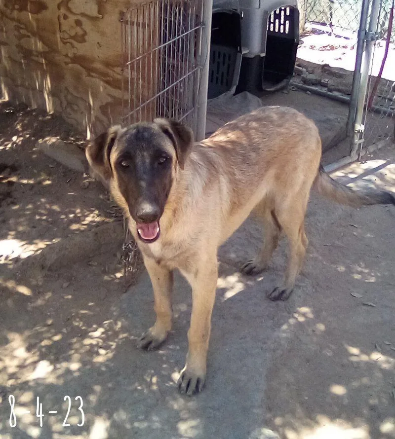 Basil  Of Belgian thumbnail 2