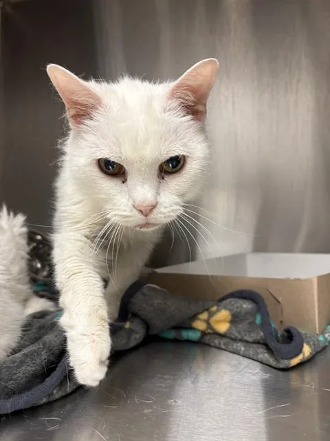 A senior small-sized male Domestic Short Hair cat named Buddy for adoption in Indianapolis, IN