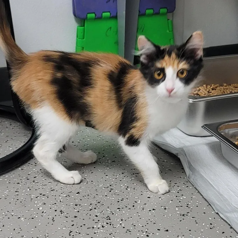 A baby small-sized female Domestic Long Hair cat named Trixie for adoption in La Grange, KY