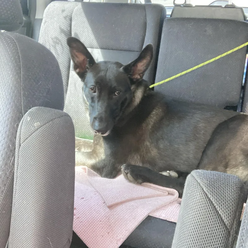 Charlie T thumbnail 4