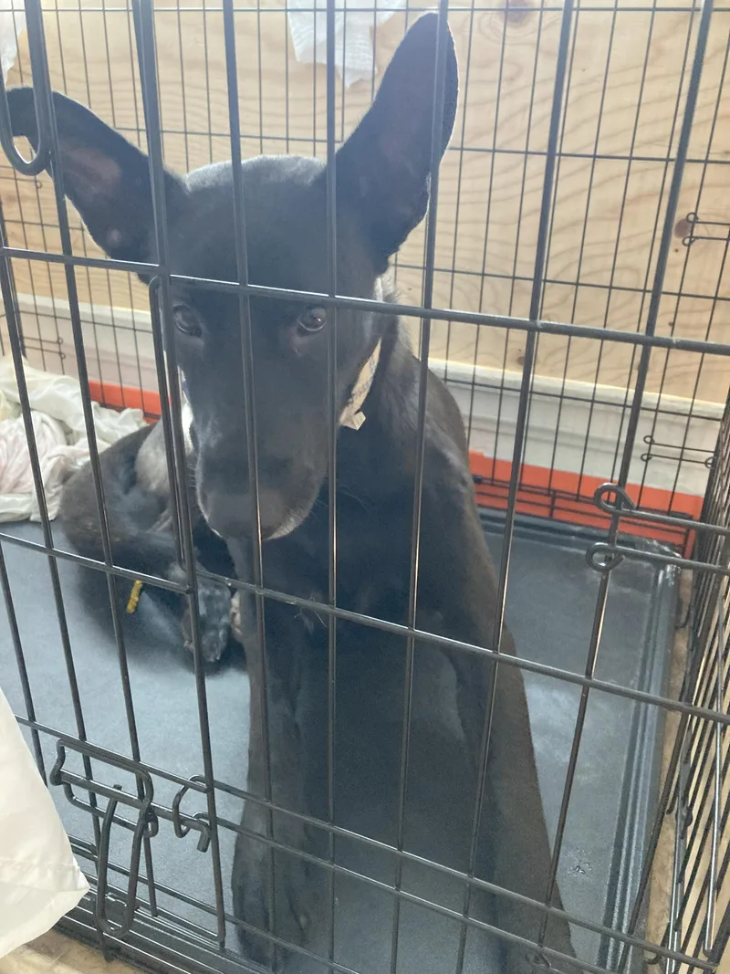 Charlie T thumbnail 5