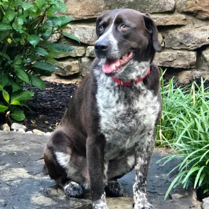 An adult large-sized male Brown / Chocolate Hound dog named Eli for adoption in Little Rock, AR