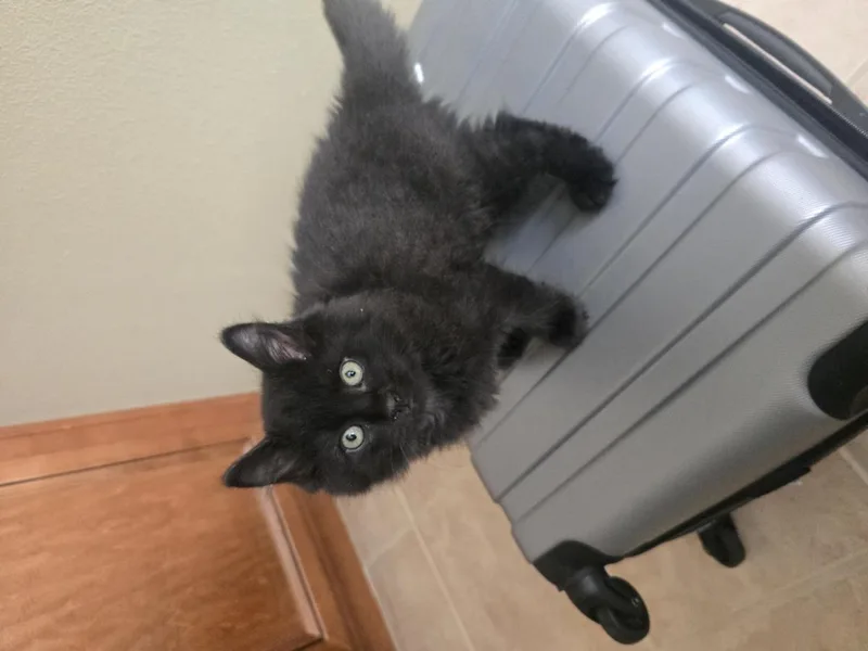 A baby small-sized male Black Domestic Medium Hair cat named Versace for adoption in La Jolla, CA