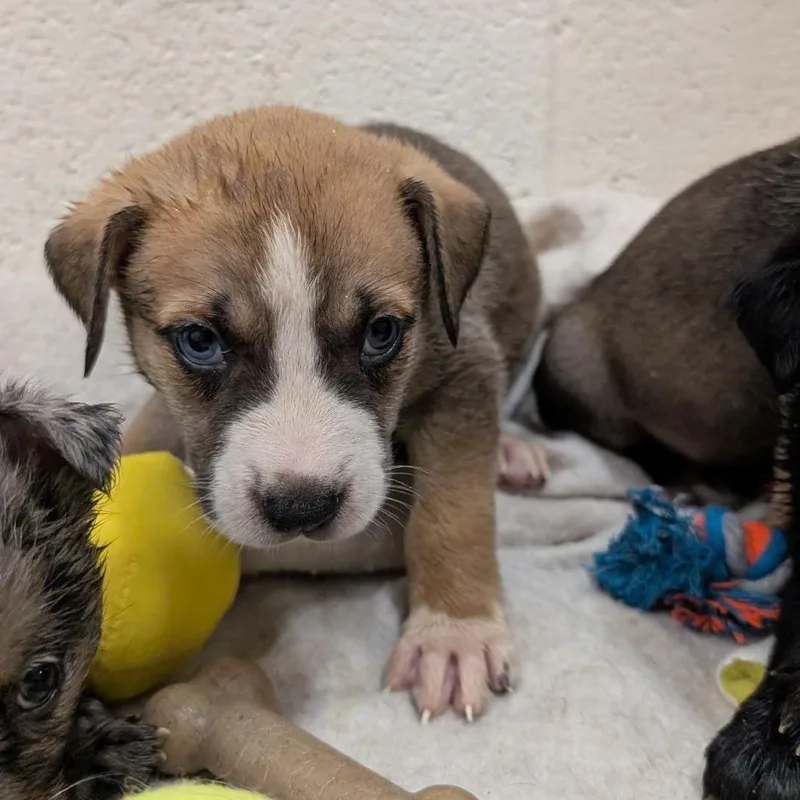 Puppy Austin