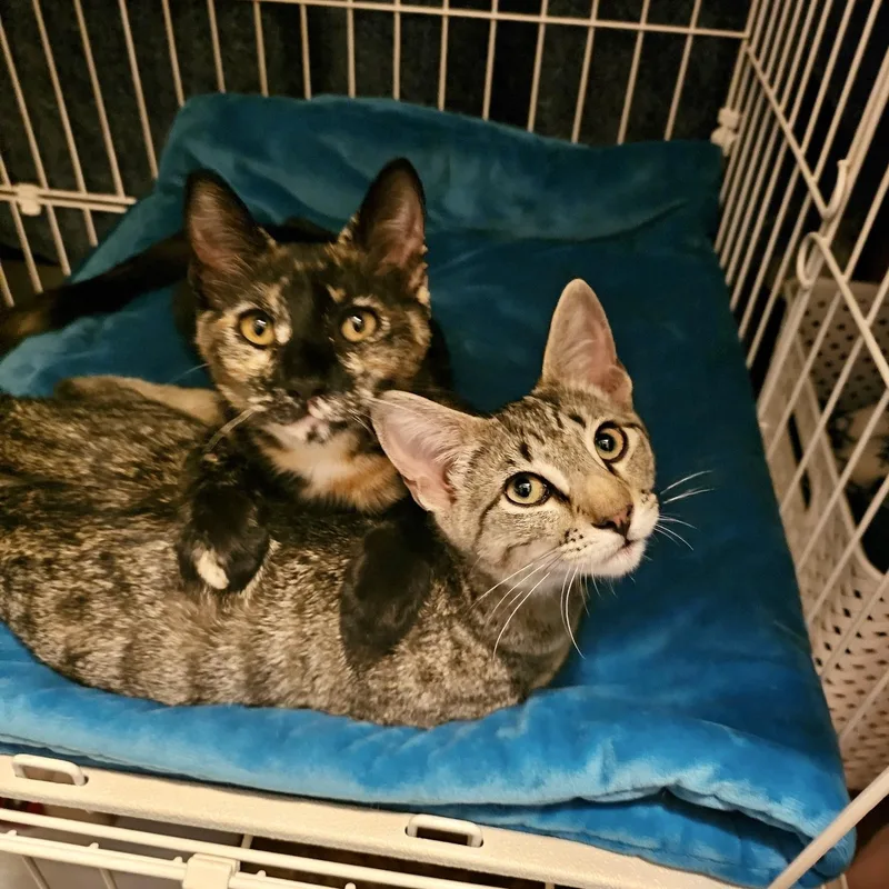 A baby medium-sized female Tortoiseshell cat named Violet & Willow for adoption in Sacramento, CA