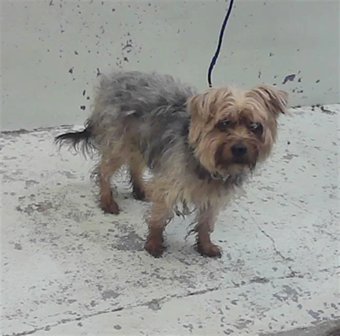 A young small-sized male Yorkshire Terrier dog named Waggles for adoption in Houston, TX