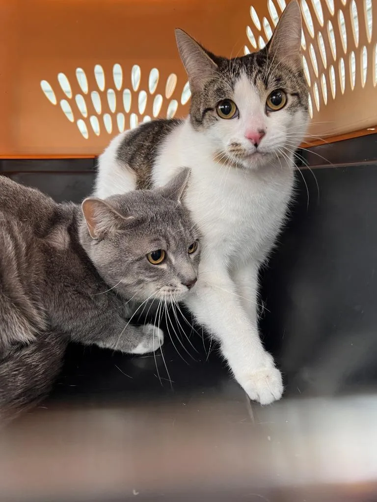 Javier Icc thumbnail 2