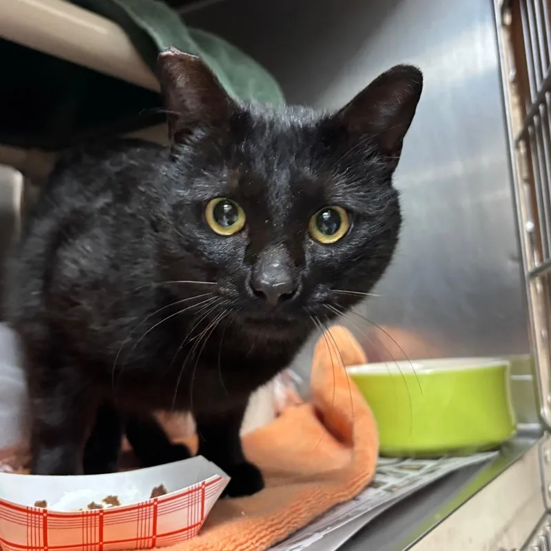 A young medium-sized male Black Domestic Short Hair cat named Bruce for adoption in Springfield, MA