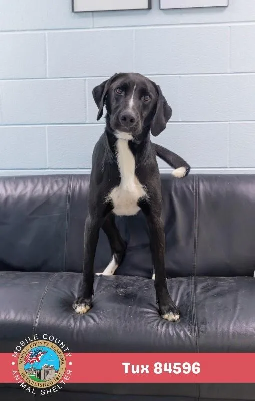An adult large-sized male Black Mixed Breed dog named Tux for adoption in Mobile, AL