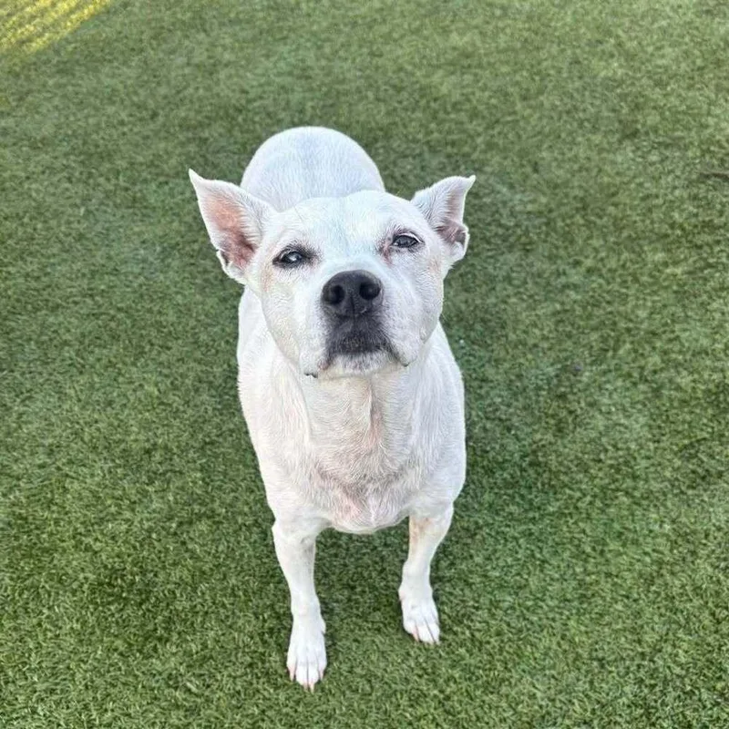 A senior small-sized female White / Cream Jack Russell Terrier dog named Rose for adoption in Breinigsville, PA