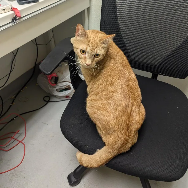 An adult large-sized female Orange / Red Domestic Short Hair cat named Fiona for adoption in Charlottesville, VA