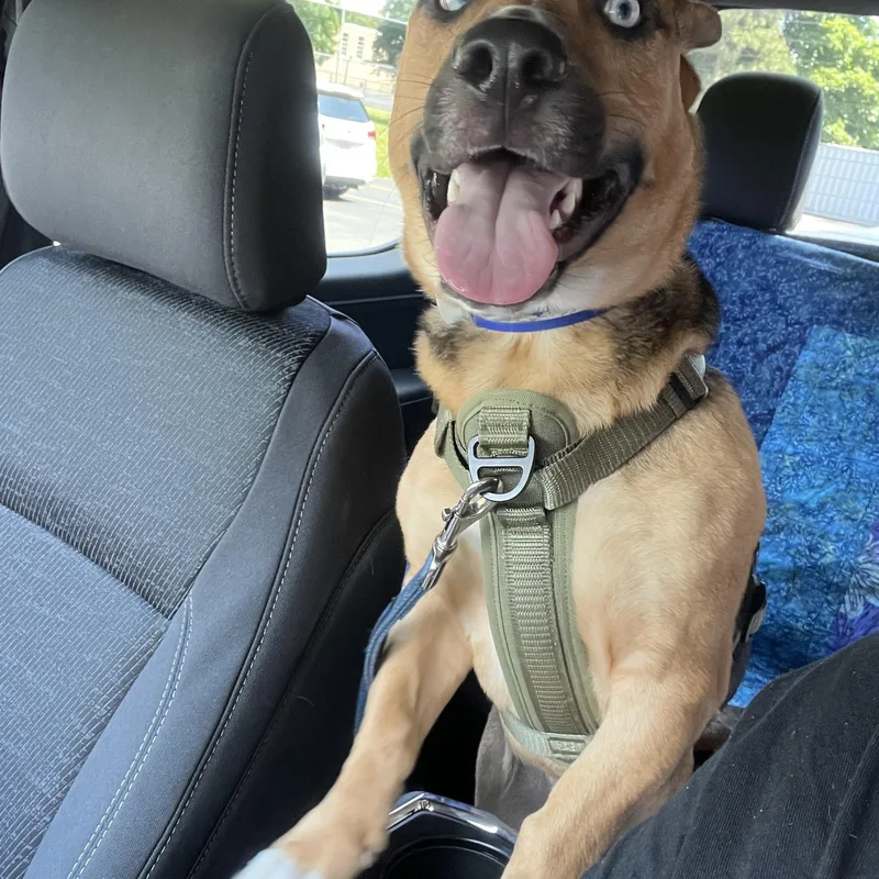 An adult medium-sized male German Shepherd Dog dog named Max for adoption in Rochester, NY