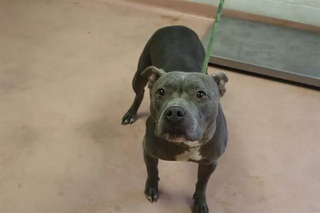 An adult large-sized female Mixed Breed dog named Dolly Pawton for adoption in Columbia, SC