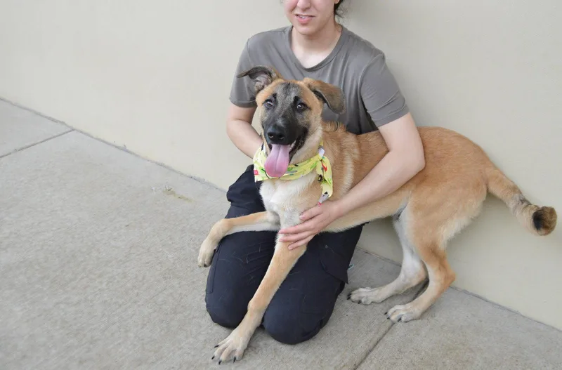 A baby large-sized male Belgian Shepherd / Malinois dog named Fresco for adoption in McKinney, TX