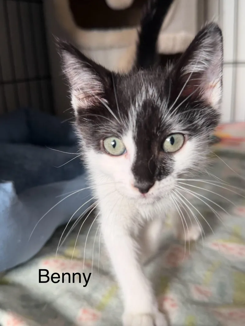 A baby small-sized male Black & White / Tuxedo Domestic Medium Hair cat named Billy & Benny for adoption in Santa Maria, CA