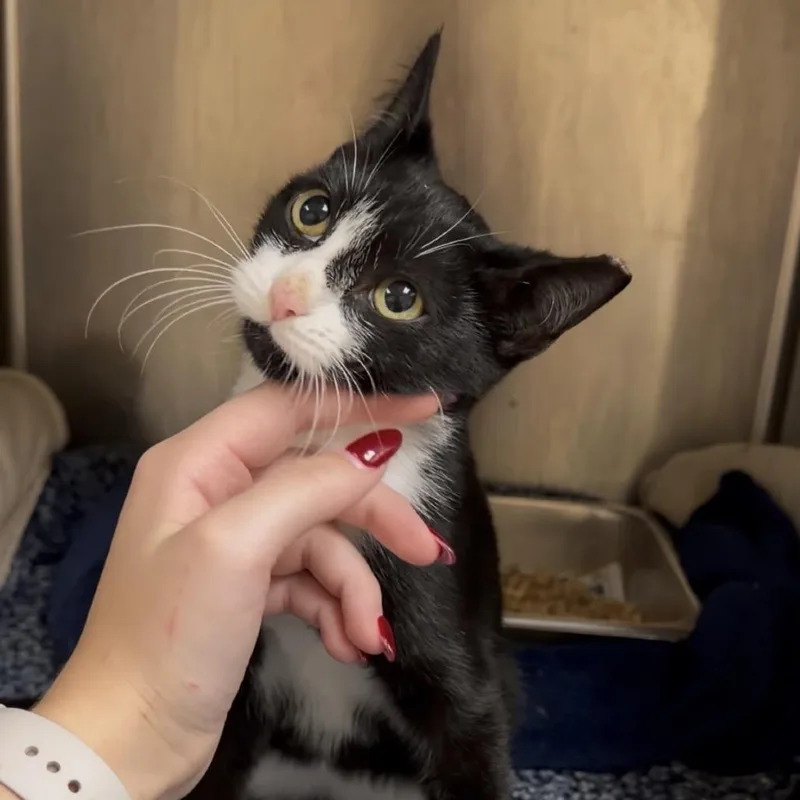 A baby small-sized male Domestic Medium Hair cat named Domino for adoption in Windsor, VA