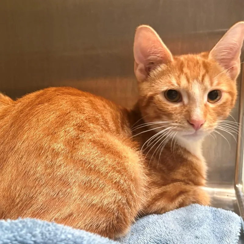 A baby medium-sized male Buff / Tan / Fawn Domestic Short Hair cat named Cumin for adoption in East Hanover, NJ