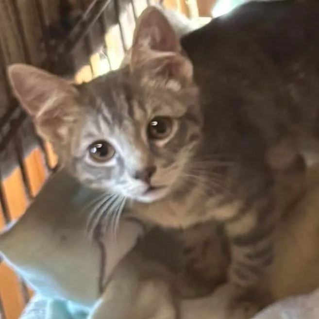 A baby small-sized female Gray / Blue / Silver Domestic Short Hair cat named Smokey for adoption in Gordonsville, TN
