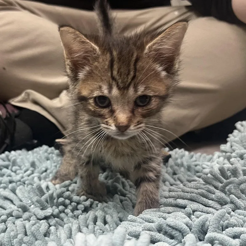 A baby small-sized female Brown / Chocolate Domestic Short Hair cat named Brendon for adoption in Melrose, FL