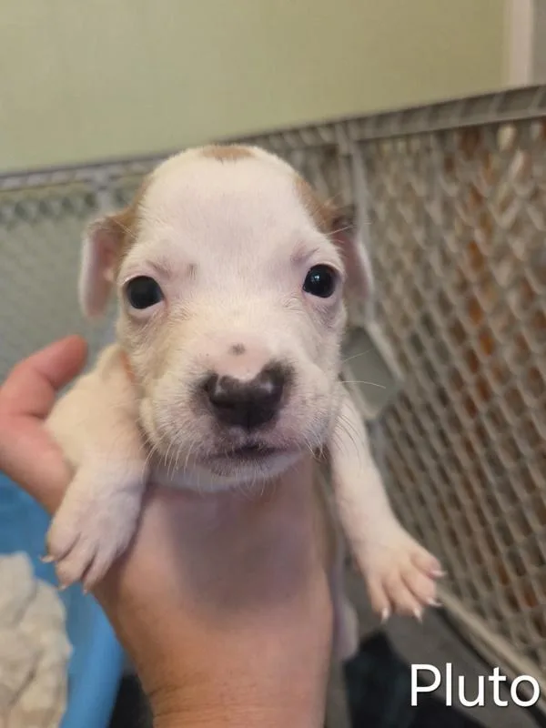 A baby small-sized male Pit Bull Terrier dog named Pluto for adoption in Salisbury, MD