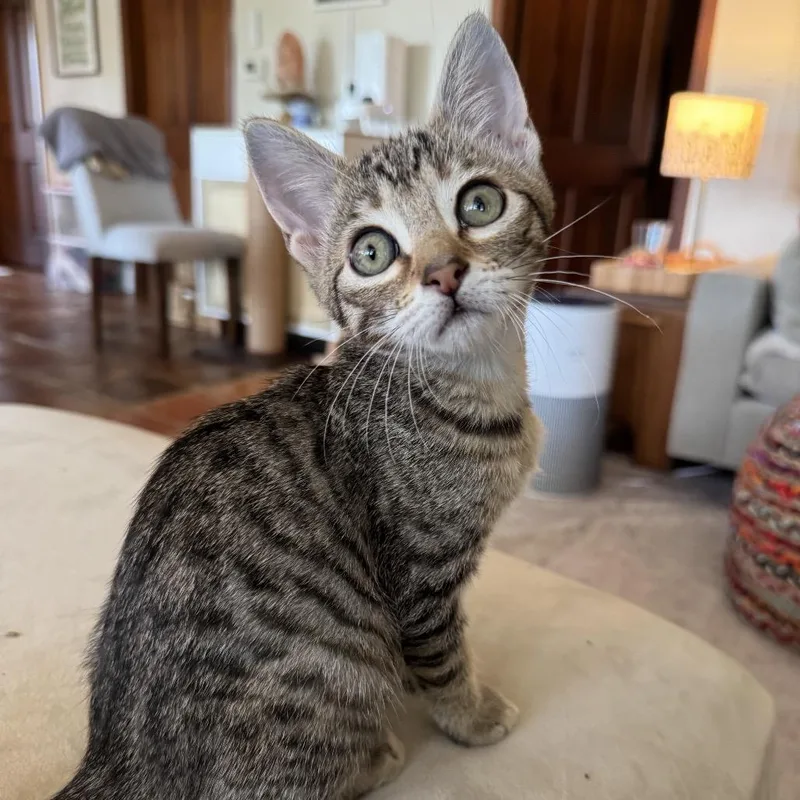 A baby small-sized female Brown / Chocolate Domestic Short Hair cat named Mimi for adoption in Kyle, TX