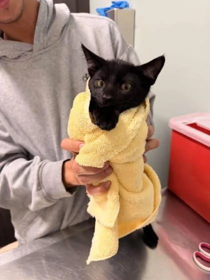 A baby small-sized male Black Domestic Short Hair cat named Ares for adoption in Annapolis, MD