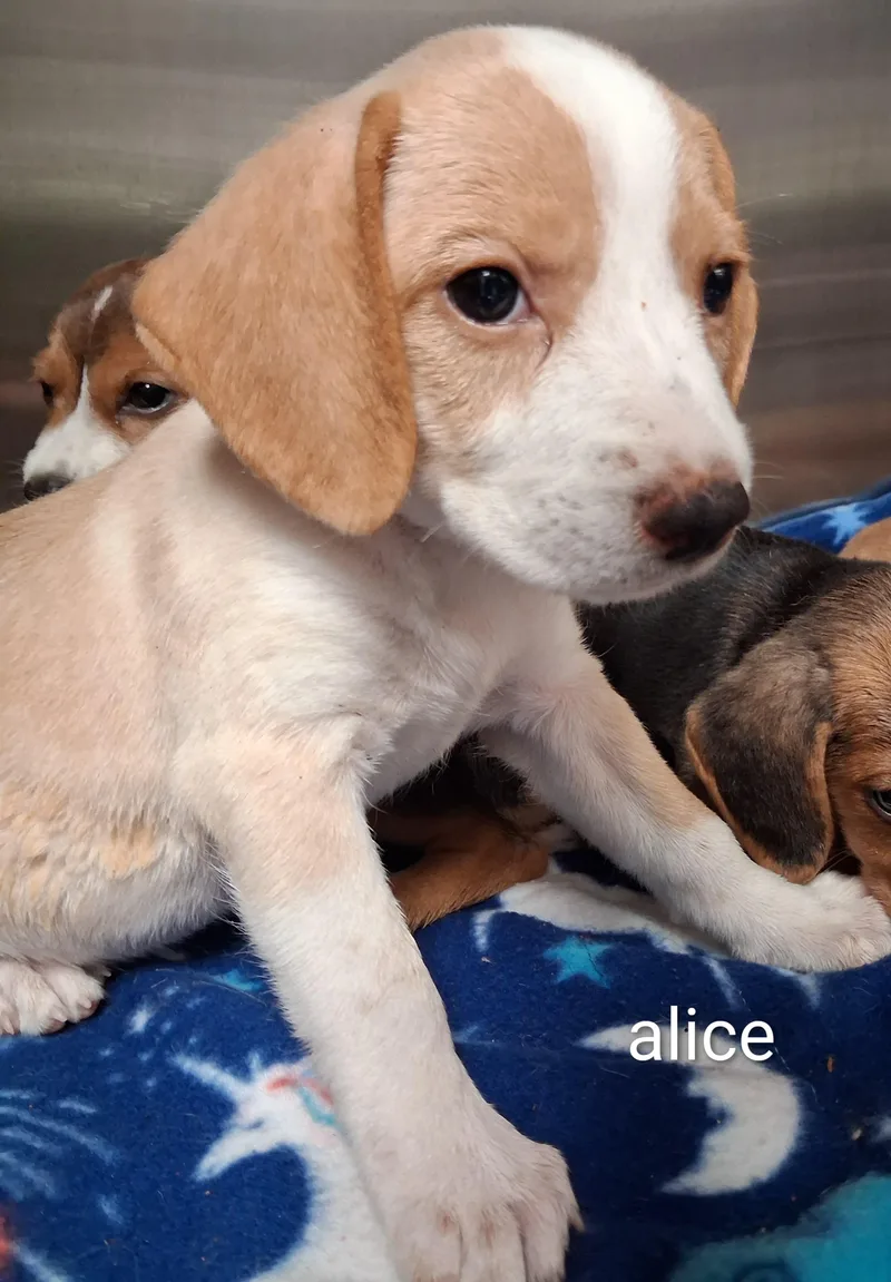 Alice