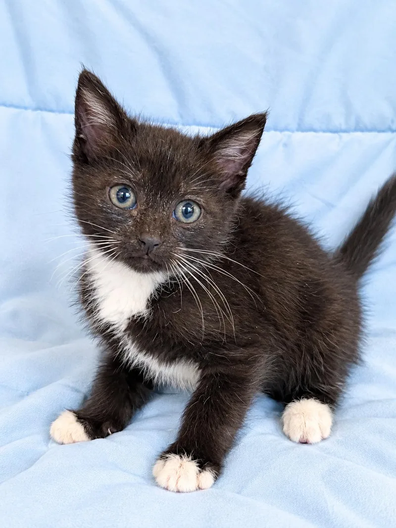 A baby medium-sized male Domestic Short Hair cat named Rivet for adoption in Greensboro, NC