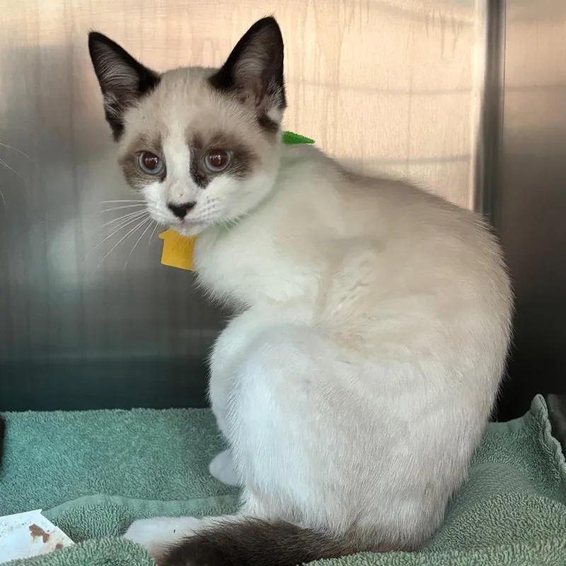 A baby small-sized female White Siamese cat named Djoba for adoption in Springfield, MA