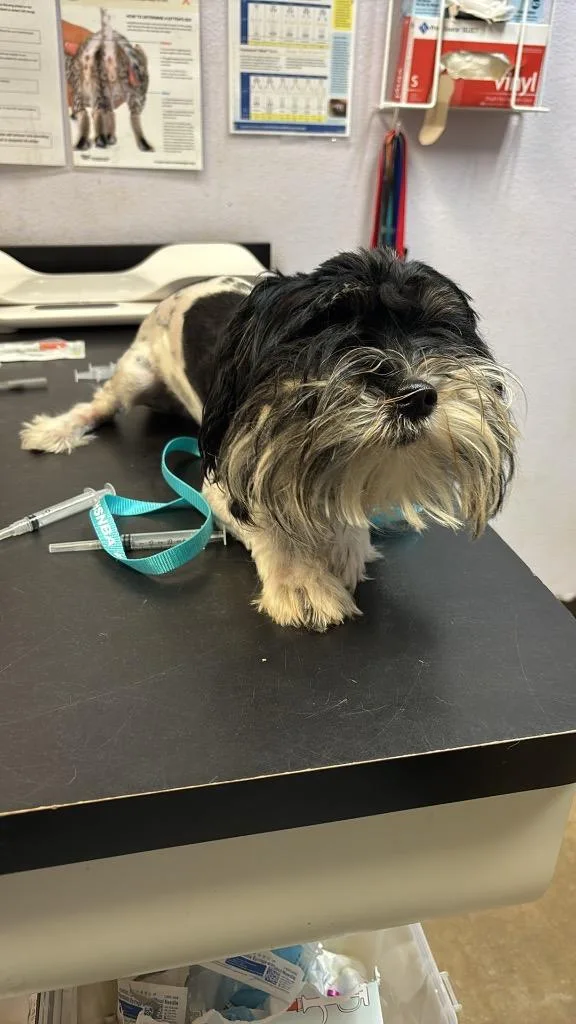 A young medium-sized male Shih Tzu dog named Bruno for adoption in New Braunfels, TX