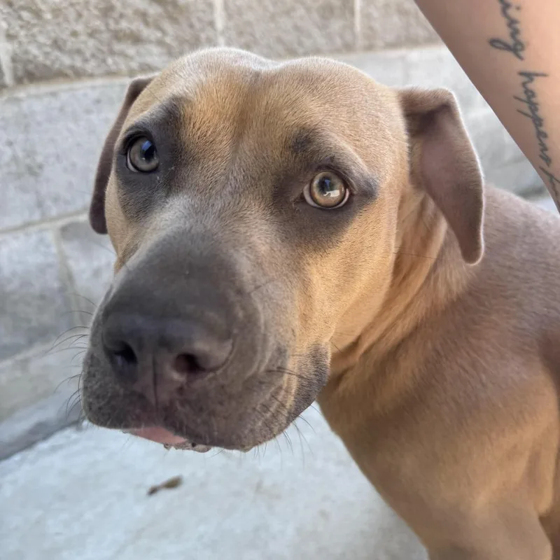 A young large-sized female Yellow / Tan / Blond / Fawn Mixed Breed dog named Auntie Anne for adoption in South Haven, MI