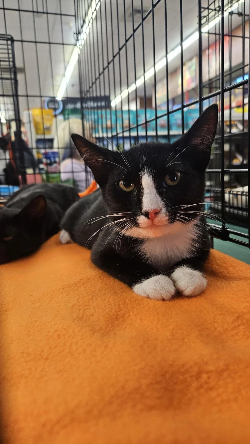 A baby medium-sized male Domestic Short Hair cat named Ace for adoption in Antioch, CA