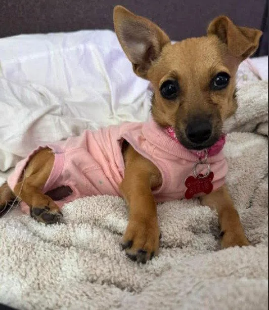A baby small-sized female Chihuahua dog named Mabel for adoption in San Diego, CA
